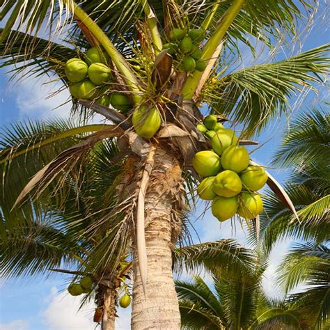 The Palm Fruit: Exploring a Hidden Delicacy