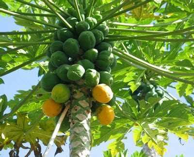 The Papaya Tree: A Portal to Transcendental Revelation