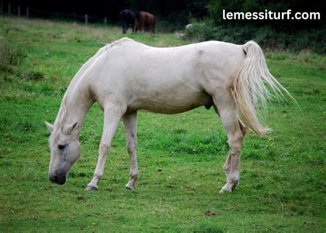 The Path Towards Liberation: Exploring the Significance of a Young Equine