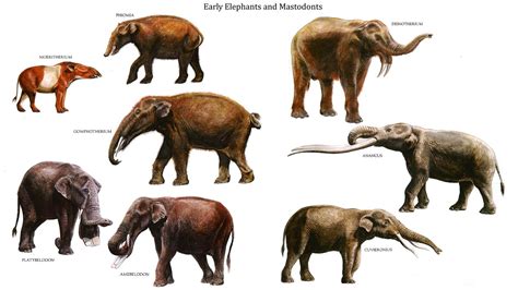 The Path of Transformation: Tracing the Evolutionary Journey of Earth's Magnificent Pachyderms