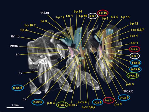 The Peculiar Occurrence of "String in Nostril": Origins and Elucidations