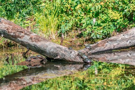 The Peculiar Phenomenon: When Turtles Take a Surprising Plunge