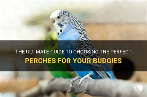 The Perfect Fit: Choosing the Right Perch for Ultimate Serenity