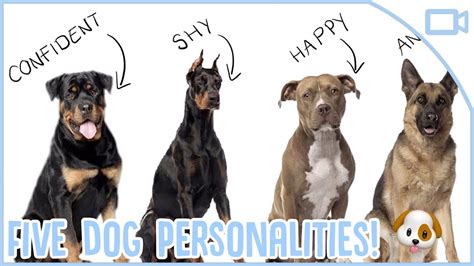 The Personality Traits of Ebony Canine Companions