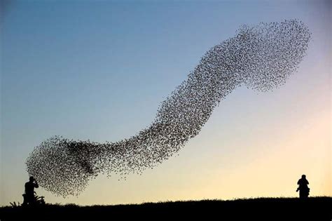 The Phenomenon of Bird Flocking