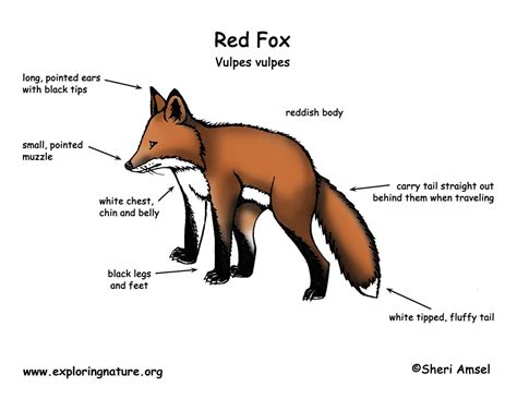 The Physical Characteristics of a Red Fox