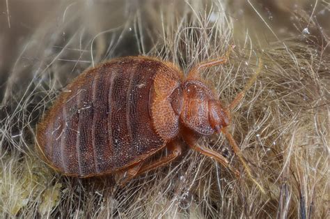 The Physical Consequences: How Does the Experience of Consuming Bed Bugs Impact Quality of Sleep?