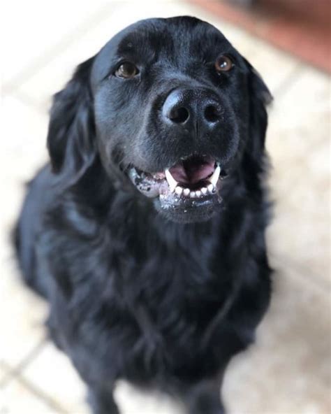 The Physical Traits and Characteristics of Ebony Retrievers