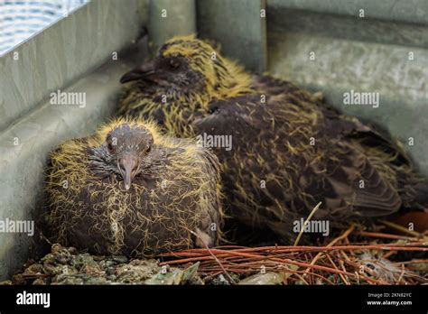 The Pigeon Nest: A Symbol of Serenity and Concord