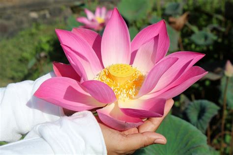 The Pink Lotus Blossom: A Metaphor for Personal Growth and Evolution