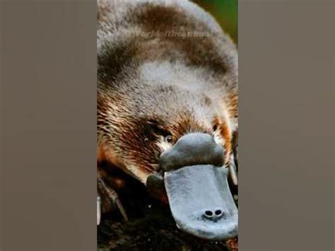 The Platypus: Nature's Oddity and Source of Inspiration