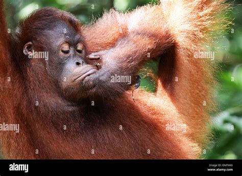 The Playful Nature of Young Orangutans