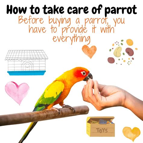 The Pleasure and Tests of Caring for a Juvenile Parrot