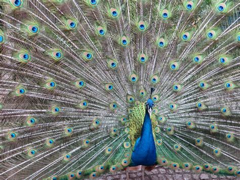 The Pleasure of Engaging with an Affable Peacock