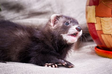 The Pleasure of Owning a Young Ferret: Essential Information to Keep in Mind