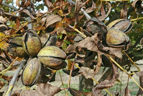 The Pleasure of Pecan Harvest: Discovering the Allurement of This Delectable Nut