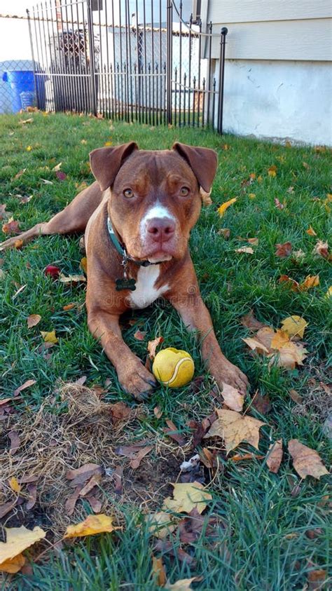 The Pleasure of Pitbull Companionship