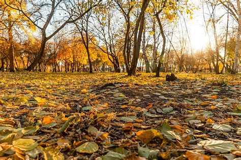 The Pleasures of Strolling Amidst Blossoming Foliage