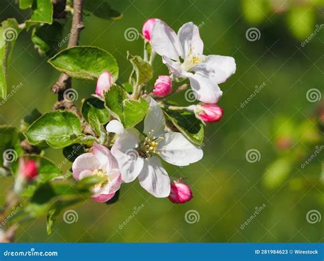 The Plethora of Tree Varieties Adorned with Rosy Blossoms