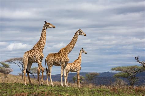 The Plight of Wild Giraffes: An Overlooked Crisis