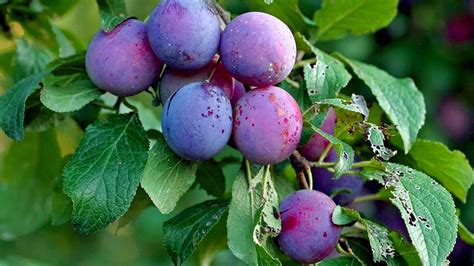 The Plum's Journey: From Blossoming Fruit to a Gastronomic Delight