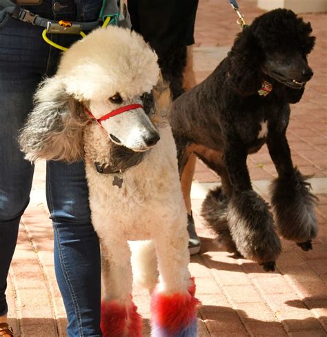 The Poodle's History and Popularity