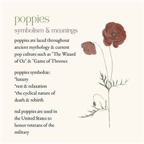 The Poppy in Different Cultures: Exploring the Unique Symbolism of Poppies Worldwide