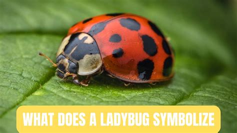 The Positive Symbolism of Ladybugs in Dreams: What Does it Signify?