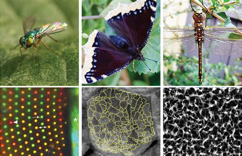 The Possible Link between Insect Vision and Personal Connections