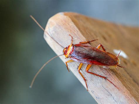 The Possible Meanings of Dreaming about Tiny Roaches