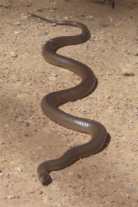 The Possible Meanings of a Lifeless Snake in Brown Color