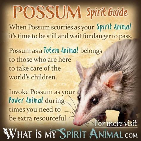 The Possum as a Symbol of Resourcefulness