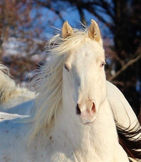 The Potency of Dreams in Enhancing Emotional Connections with Ivory Equines