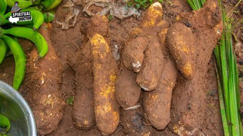 The Potency of Yam as a Representation: Exploring its Significance of Progress and Sustenance