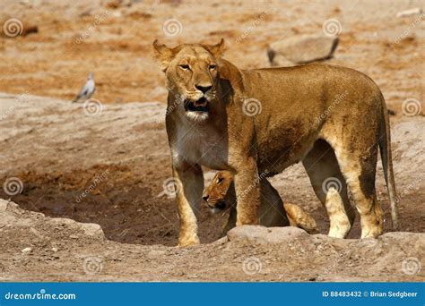 The Potent Representation of the Magnificent Elephant Lion