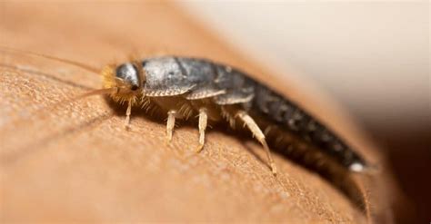 The Potential Dangers of Consuming Silverfish in Dreams