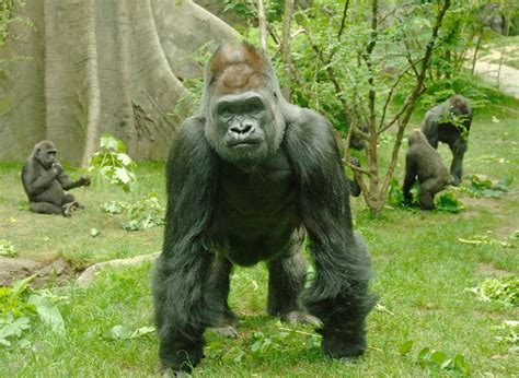 The Potential Existence of Enormous Apes in the Animal Kingdom