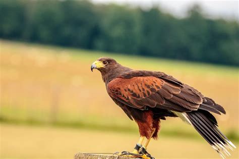 The Power and Significance of Encountering a Hawk