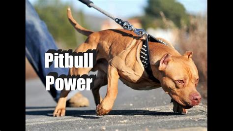 The Power and Strength: Pitbull Dogs in Dreams