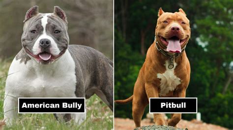 The Power and Strength of an Immense Pitbull: What Sets Them Apart