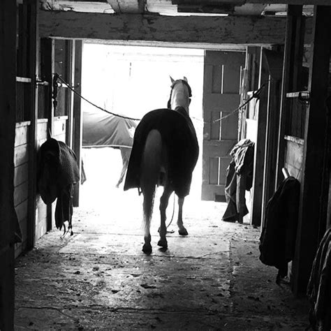 The Power of Dreams in Establishing a Connection with the Essence of a Young Equine