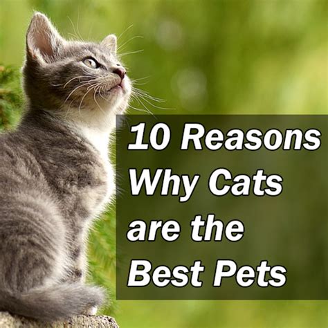 The Power of Feline Companionship: Why Cats Make Great Pets