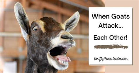 The Power of Goats: Examining the Animal's Strength and Aggression