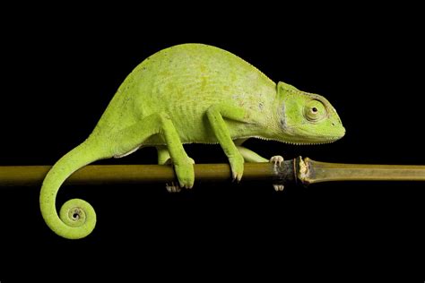 The Power of Metaphors: Unlocking the Symbolic Meaning behind Eradicating a Chameleon