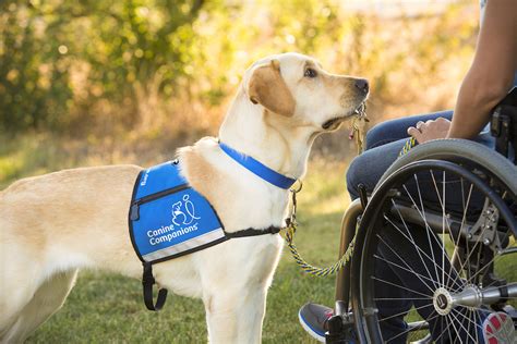 The Power of Puppy Love: How Canine Companions can Enhance Our Well-being