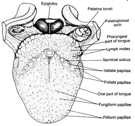 The Power of Words: Exploring the Connection Between Tongue and Speech