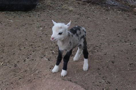 The Power of a Pet: Unveiling the Enchantment of an Adorable Goat Offspring