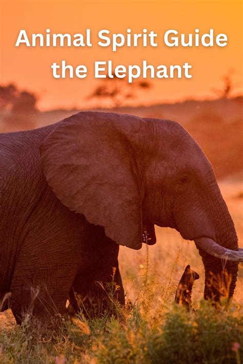 The Power to Create Change: How Interacting with an Elephant Inspires Environmental and Animal Advocacy