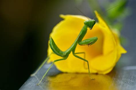 The Praying Mantis: A Symbol of Patience and Focus