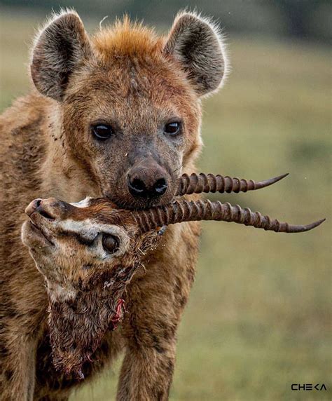 The Predator's Menu: Exploring the Black Hyena's Preferred Prey